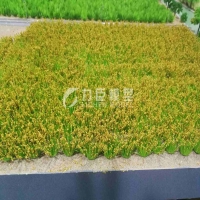 农业种植模型10