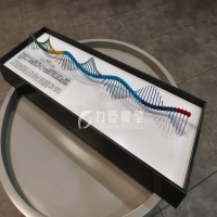 RNA分子模型