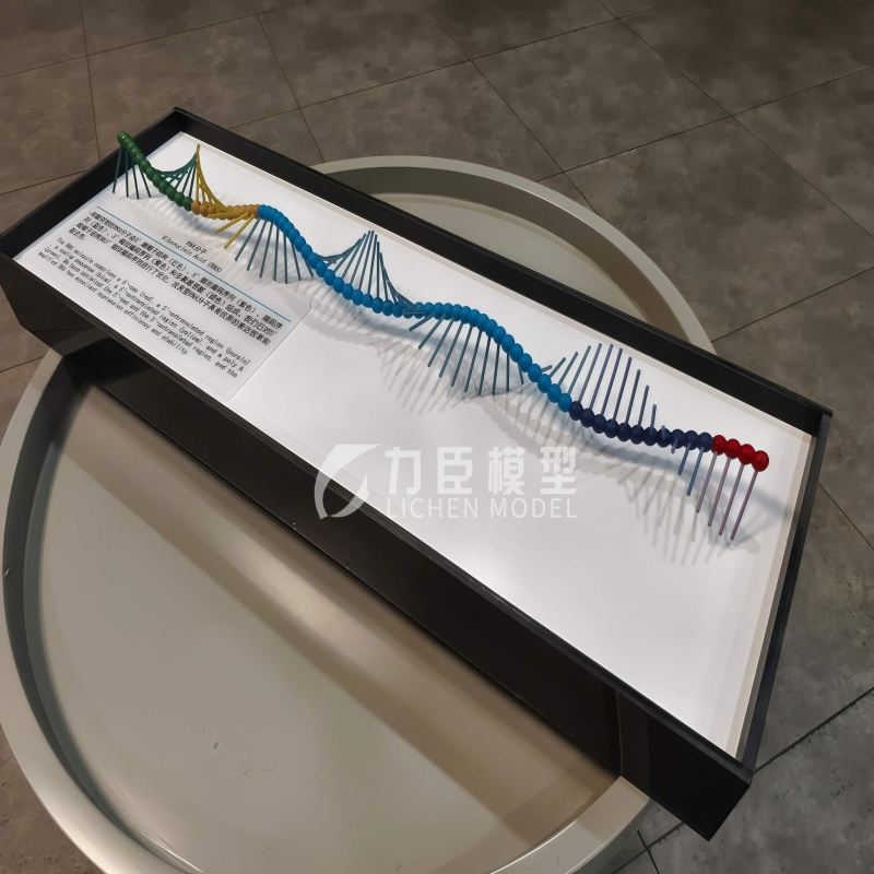 RNA分子模型
