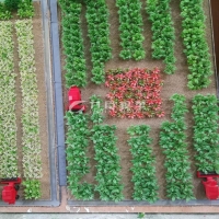 农业种植模型11