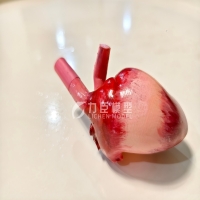 猪心模型