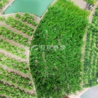 农业种植模型5